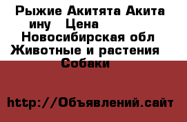 Рыжие Акитята Акита-ину › Цена ­ 40 000 - Новосибирская обл. Животные и растения » Собаки   